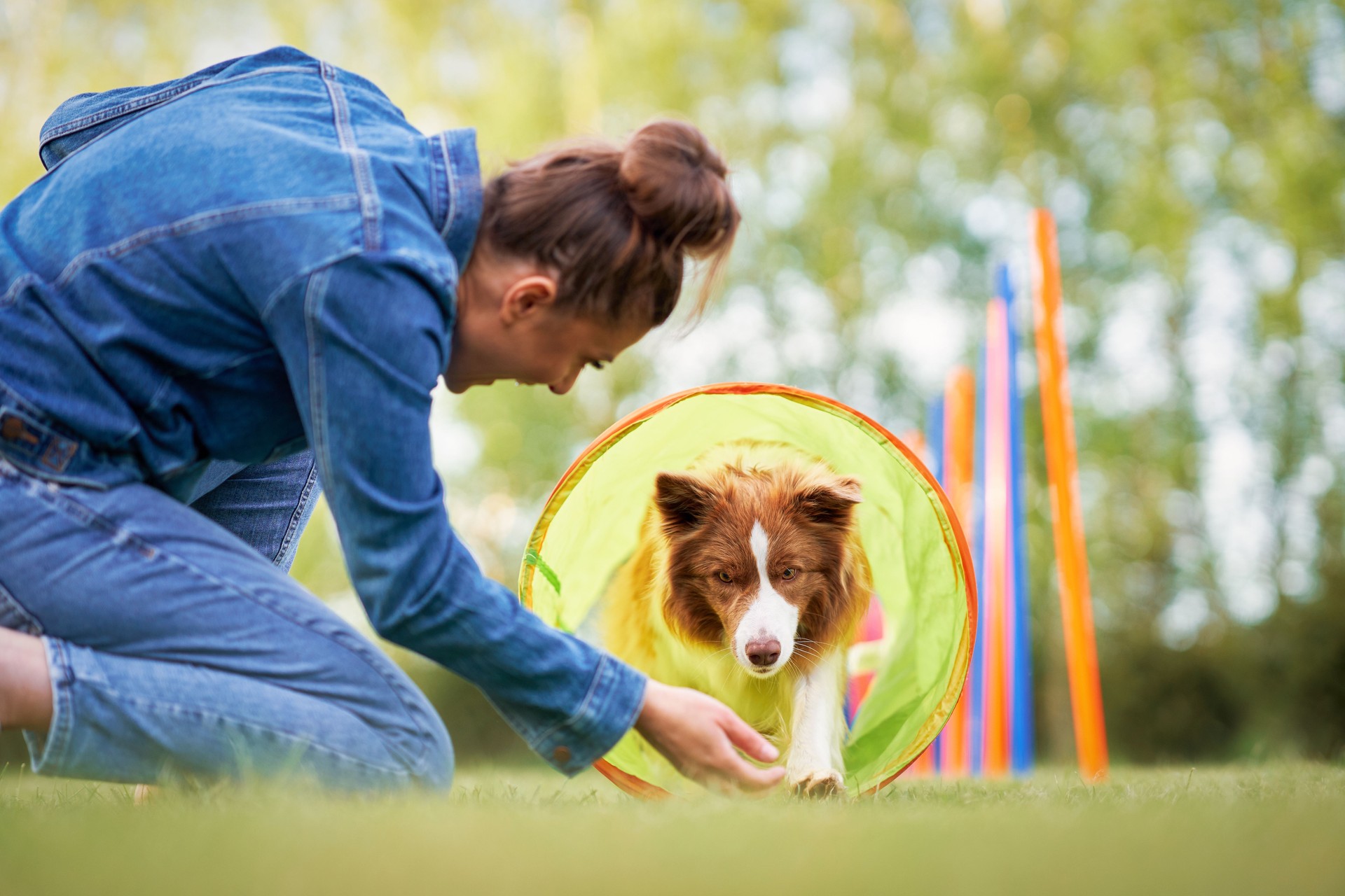 Chocolate White Border Collie with woman owner